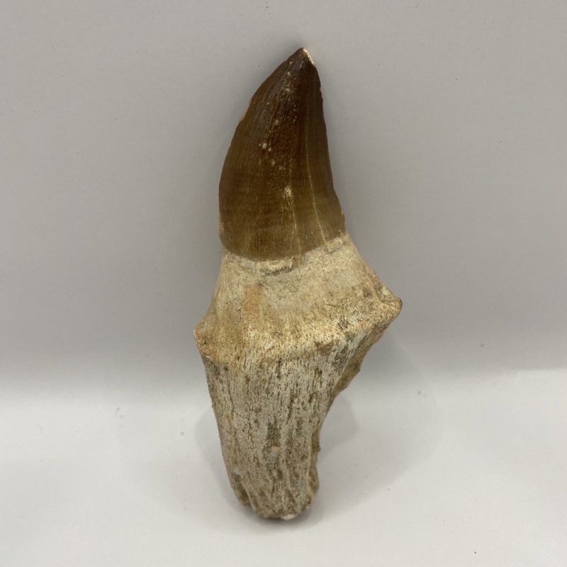 滄龍牙齒化石（帶牙根）恐龍/古生物/侏羅紀世界