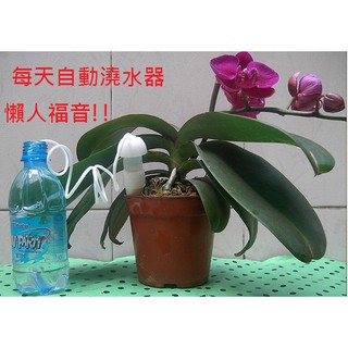 【安琪館】 第三代 自動澆花器 2隻裝 自動澆水器 自動給水器 自動灑水器 自動滲水器 自動吸水