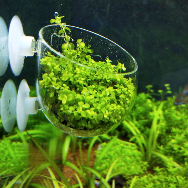 波卡杯水草杯水草飼育 蝦皮購物