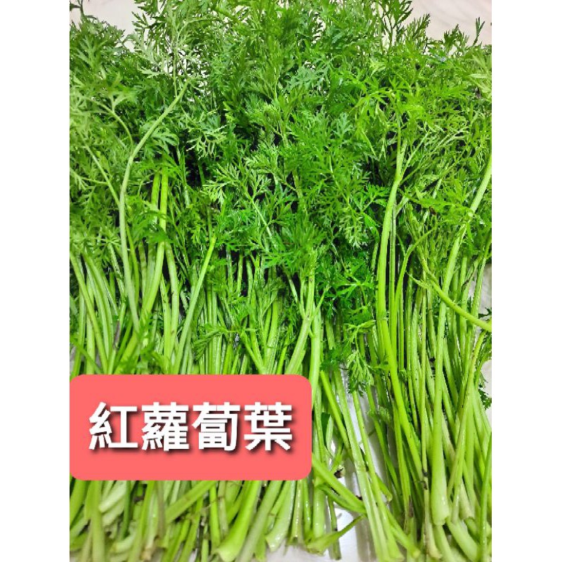 紅蘿蔔葉100g 新鮮 新鮮 兔子愛吃 蝦皮購物