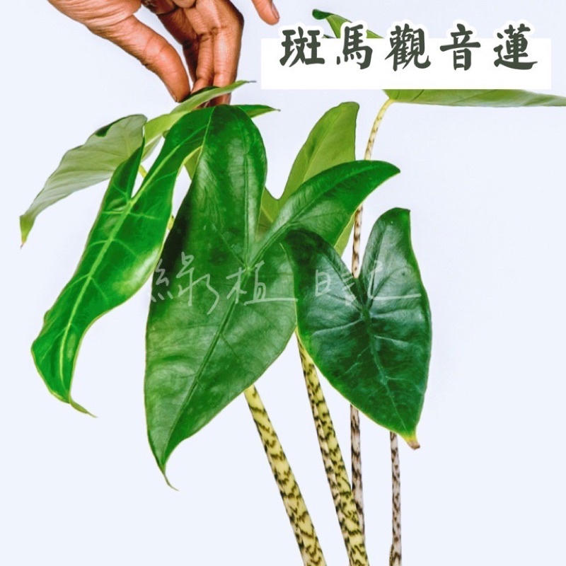 ｜綠植日記｜斑馬觀音蓮/Alocasia zebrina x sib/觀葉植物/5吋