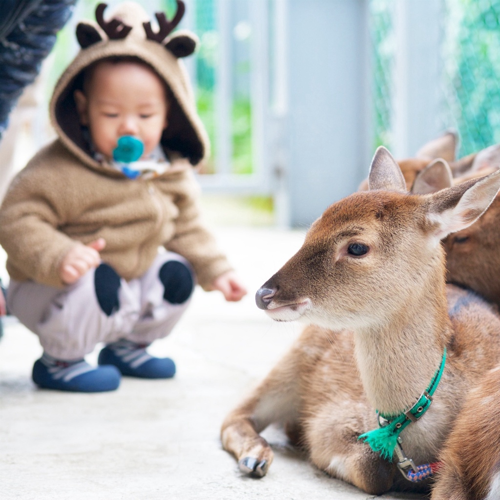 [桃園]山腳鹿場水鹿之家-擁鹿懷裡