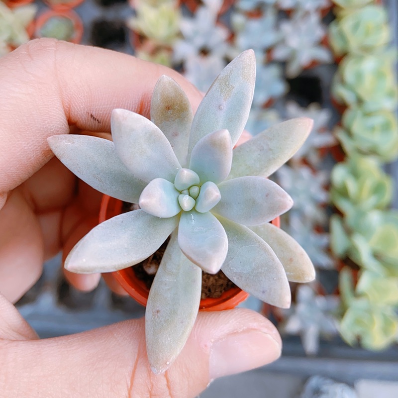 1吋迷你盆 秋麗 多肉植物 仙人掌 蝦皮購物