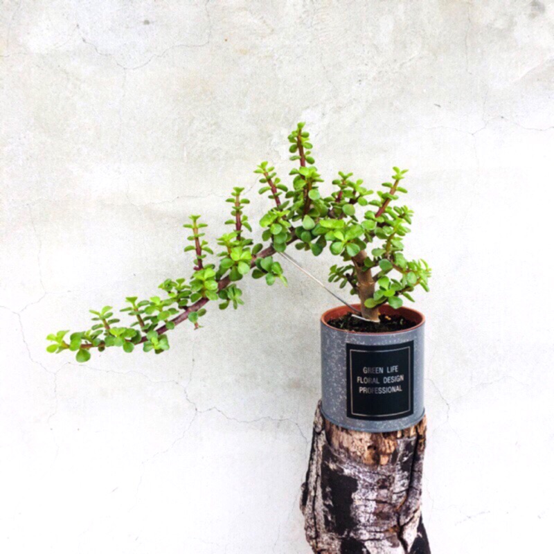 銀杏木 優惠推薦 22年12月 蝦皮購物台灣