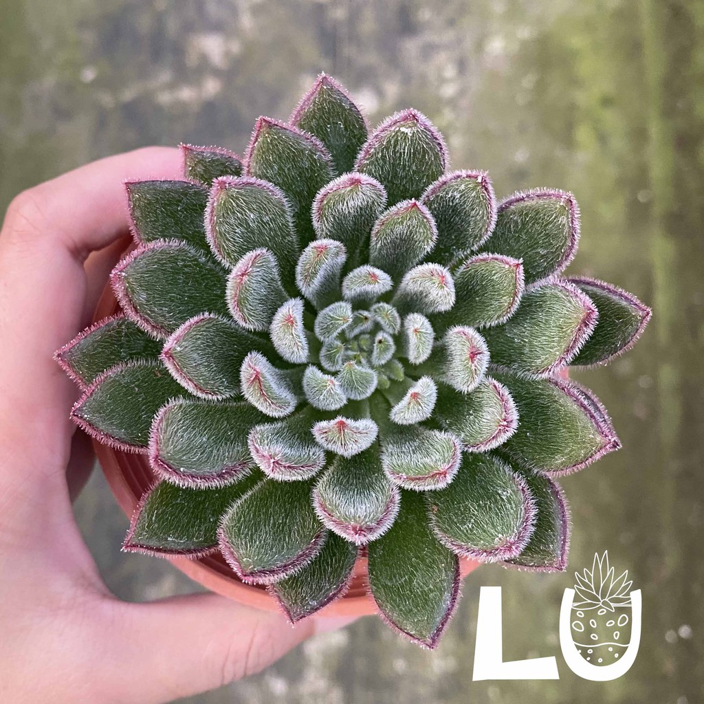 三吋多肉植物 紅輝炎 呂爸爸農家樂 蝦皮購物