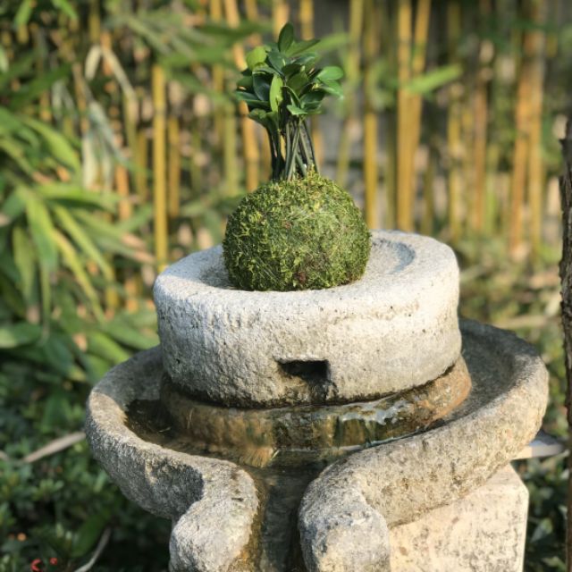 生態球之家 竹柏苔球苔玉吉祥樹辦公擺設室內盆栽 蝦皮購物