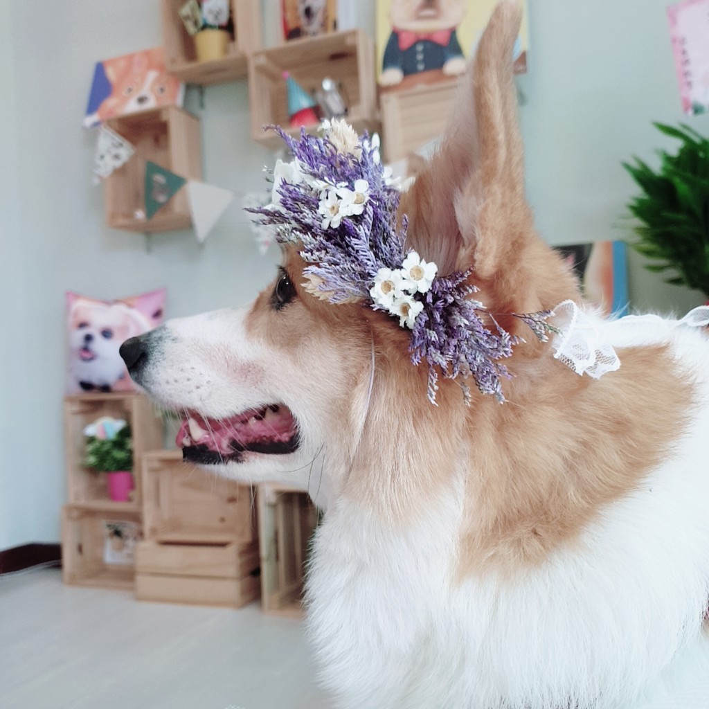 乾燥花圈頭飾、乾燥花圈、寵物花圈