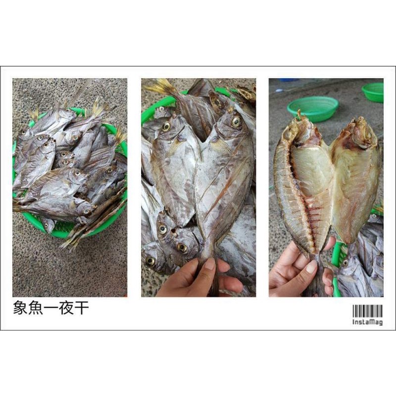 澎湖特製品-象魚一夜干