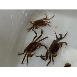 中型仿相手蟹聖誕蟹 蝦皮購物