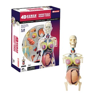 玩得購【4D MASTER】立體拼組模型人體解剖教學系列-全透視半身-懷孕 26069