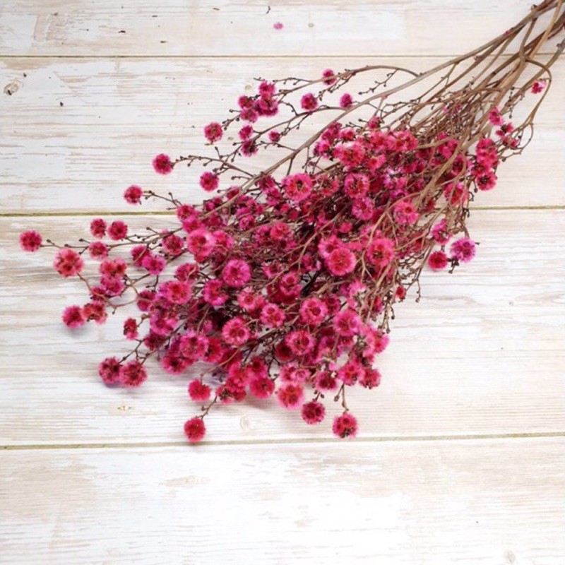 乾燥花束 真花手作乾燥花 背景佈置 拍照 蝦皮購物