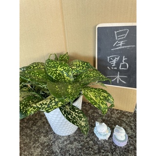 JW-3吋星點木/觀葉植物/室內植物/小盆栽