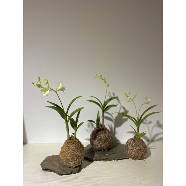 茉莉花品行｜造型水苔球/石斛蘭 白色/粉色下標前可先訊息詢問現貨