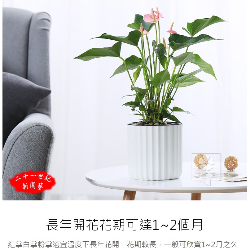 紅掌觀葉植物室內盆栽室內植物水培桌上盆栽桌面盆栽綠植盆栽苔蘚微景觀小品盆栽迷你盆栽創意花盆室內綠植