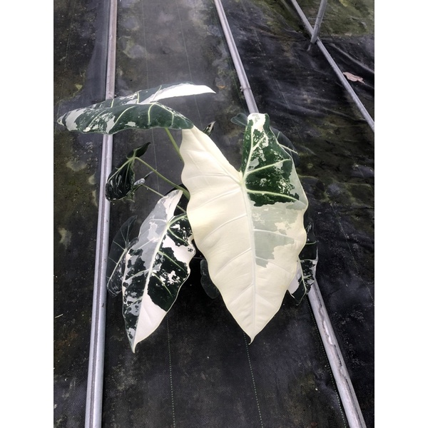 伴日園藝『斑葉絨葉觀音蓮 Alocasia frydek variegated』經典款斑葉植物、雨林植物、觀葉植物