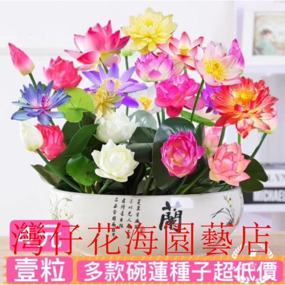 告別式蘭花 優惠推薦 21年9月 蝦皮購物台灣