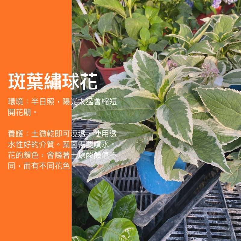 觀葉魔人 6吋斑葉繡球花觀葉植物網紅植物室內植物綠化盆栽陽台植物 蝦皮購物