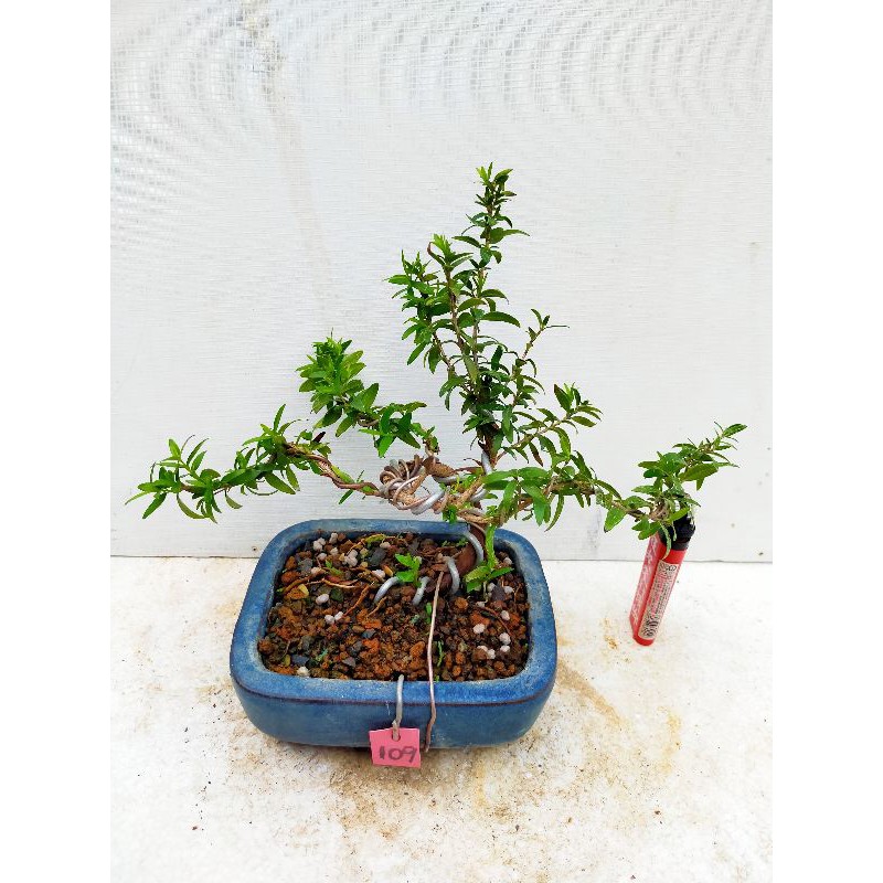 盆栽梅 優惠推薦 21年4月 蝦皮購物台灣