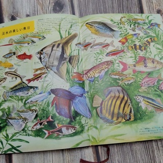 古董 昭和 1969 魚類 海洋生物 圖鑑 老書 早期 古書 | 蝦皮購物