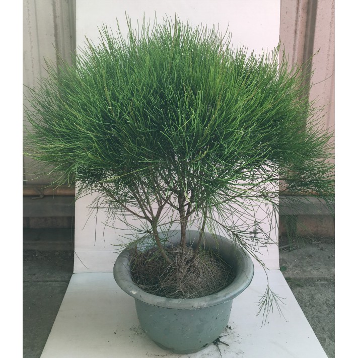 花囍園 喬木圍籬 木麻黃 球狀 花期5 6 月 常綠大喬木 8吋高約30 50cm 蝦皮購物