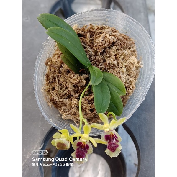 【字芫蘭園 】原生種Haraella retrocalla 台灣香蘭❤️1.5吋植株迷你
