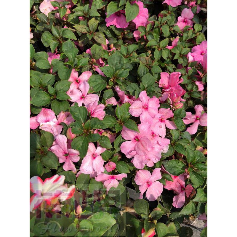 非洲鳳仙花 Ptt Dcard討論與高評價網拍商品 21年10月 飛比價格