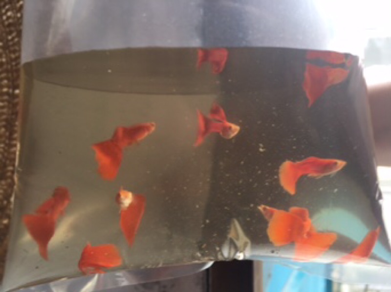 孔雀魚微蟲水蚤飼料 蔡家 優質純品系 血紅硬骨 真紅眼全紅白子孔雀仔魚亞成魚 成魚 2週 3個月 超商取貨付款