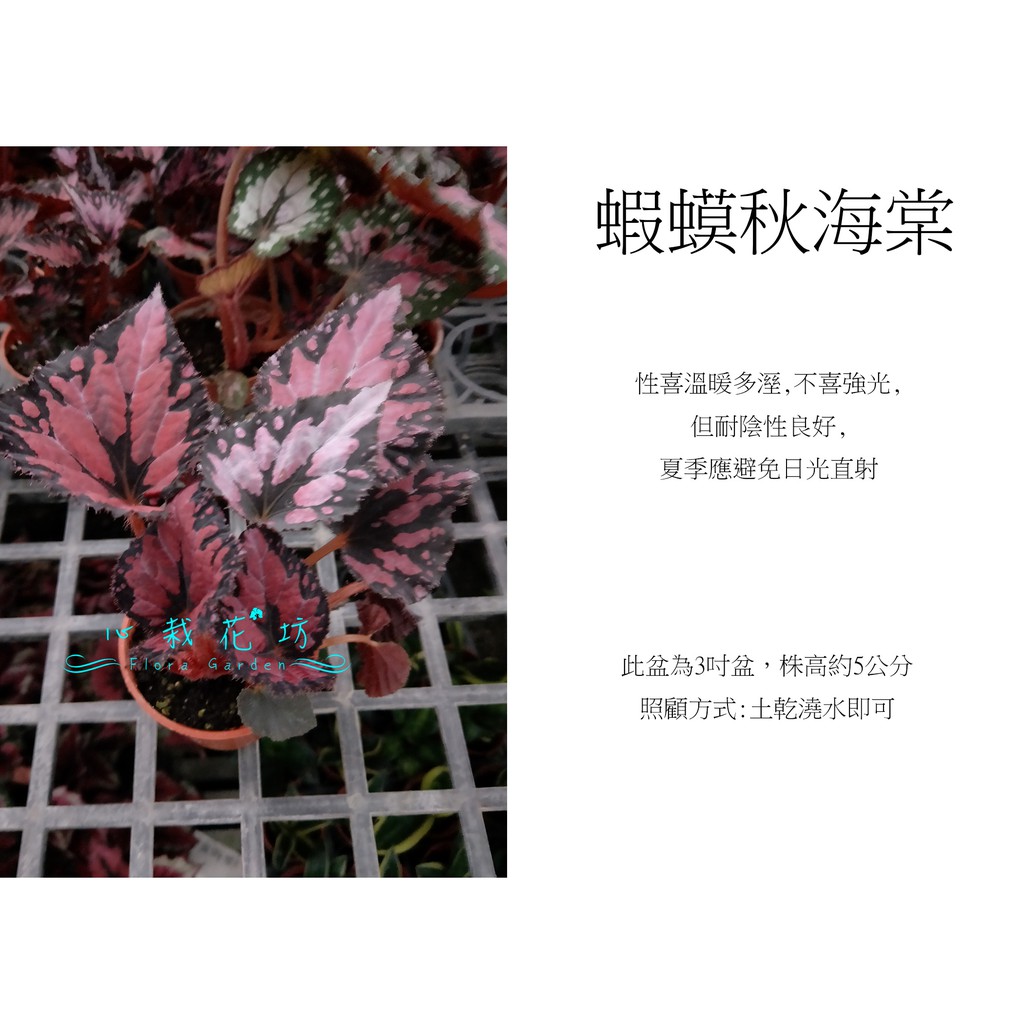 心栽花坊 蝦蟆秋海棠 紅葉蝦蟆 蝦蟆海棠 3吋盆 綠化植物 室內植物 觀葉植物 售價50特價40 蝦皮購物