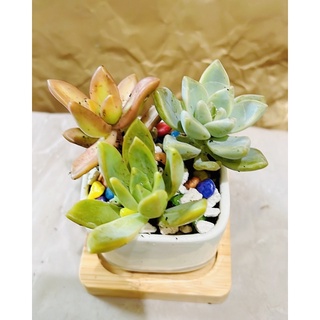 沅鈺農場多肉植物一吋盆 銘月 蝦皮購物