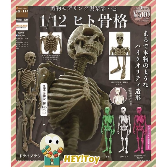Hey Toy 11月預購 扭蛋so Ta 博物模型俱樂部壹 人骨篇一套4款 蝦皮購物