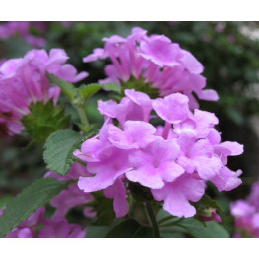 花花世界 綠籬植物 馬櫻丹 紫色 花期5 9月 超易開花適應力佳 6吋盆 高約 30公分 Tm 蝦皮購物