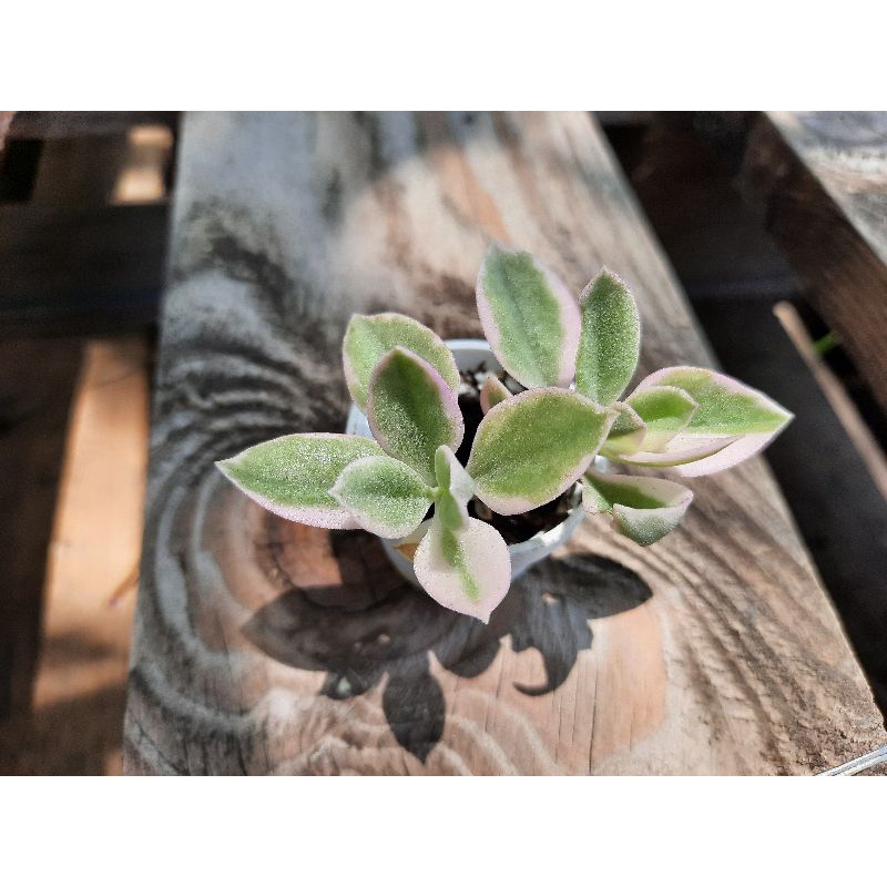 1吋多肉植物 花蔓草錦 太陽玫瑰錦 組合盆栽的好幫手 婚禮小物 仙人掌 蝦皮購物