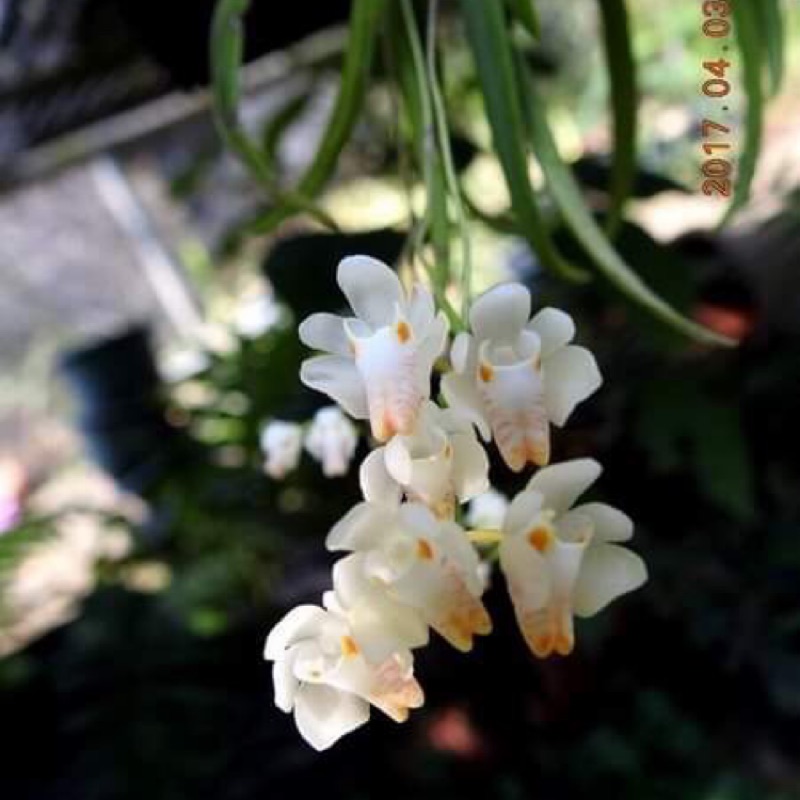 台灣風蘭附木0元來花梗囉 花期2 5月花超香 蝦皮購物