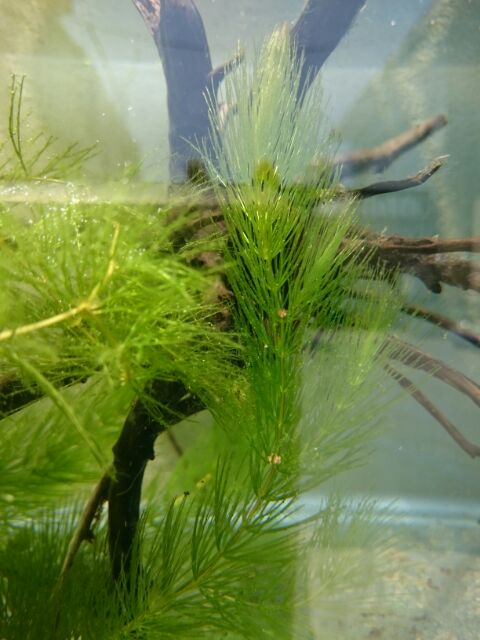 水耕植物 室內專用金魚藻 水蘊草 不用co2供應陰性草 戶外養魚 幼魚兒躲避所 產卵最佳避難所 蝦皮購物