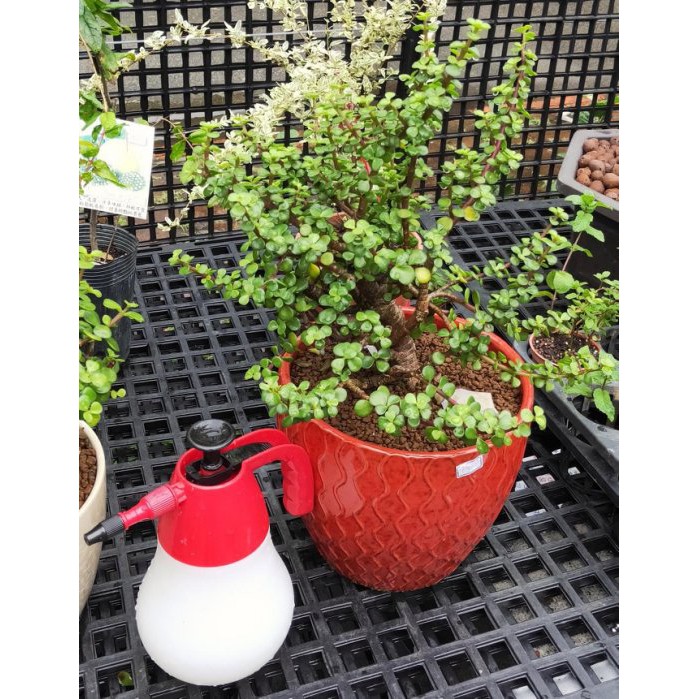 銀杏盆栽的價格推薦第2 頁 21年10月 比價比個夠biggo