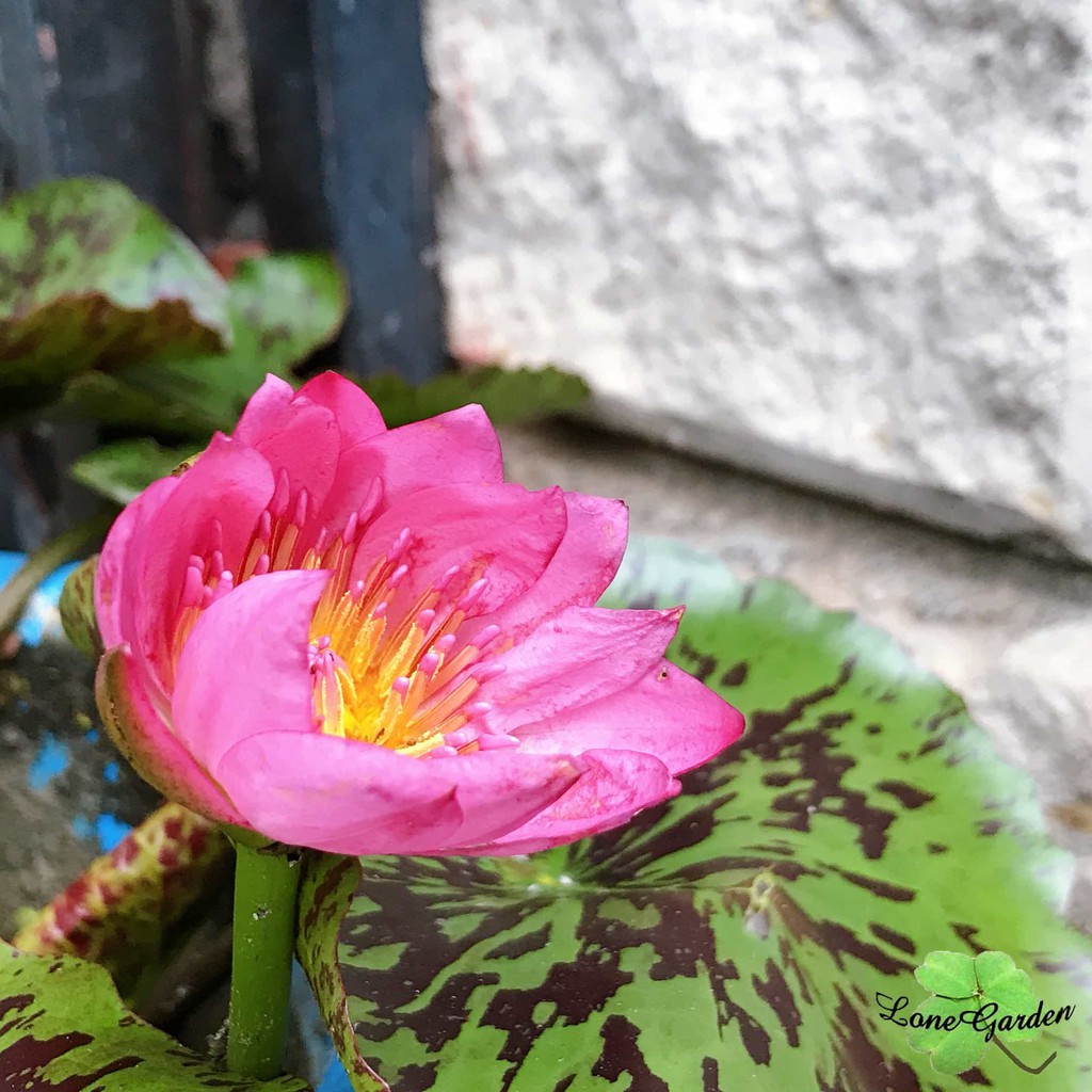 長榮 睡蓮 水生植物觀花植物蓮花花園培養 蝦皮購物