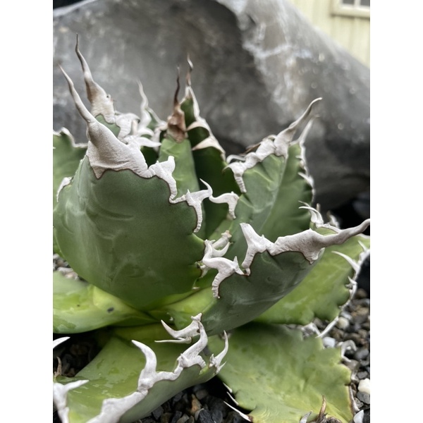 Lize産】Agave Titanota 小雨新白鯨 | caesaulavirtual.com