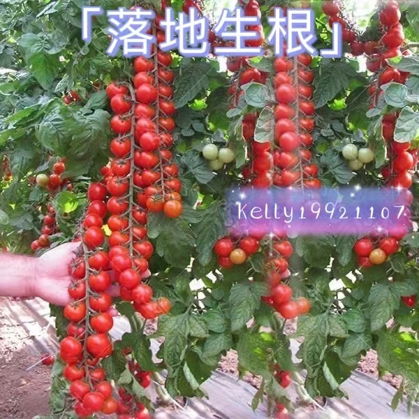 【落地生根】瀑布小番茄種子 稀有番茄種子 口感酸甜 果實鮮紅 超高發芽率90%水果蔬菜種子