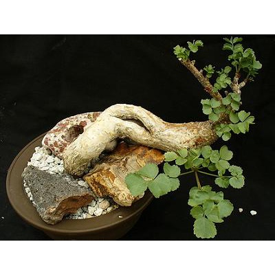 &lt;&lt;塊藝人生&gt;&gt; Commiphora saxicola 岩生沒藥 種子