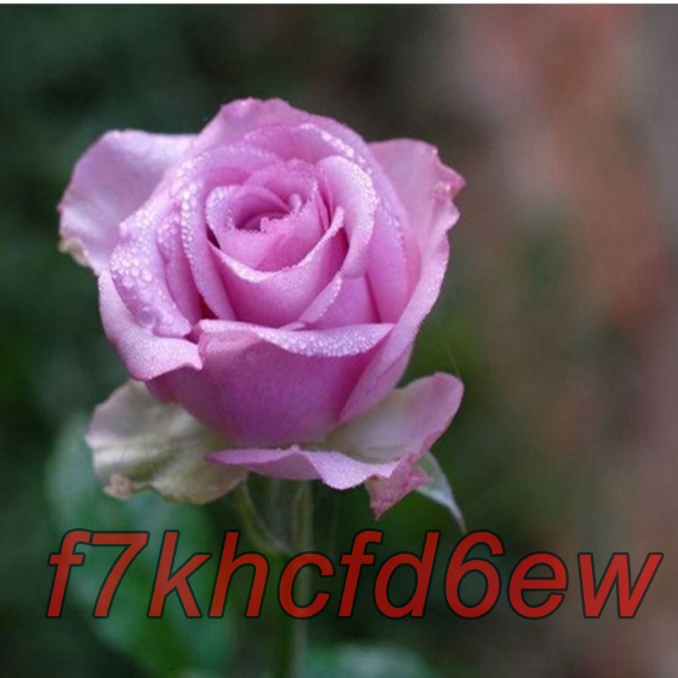 玫瑰花 種子 玫瑰 種子 月季薔薇玫瑰花苗花卉 蝦皮購物