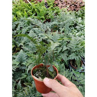 李家果苗 兔腳蕨 3吋盆 觀葉植物 蕨類 單價40元