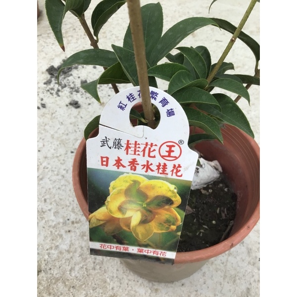 卉迎園藝  日本香水桂花苗5寸盆/觀賞植物/新興果樹