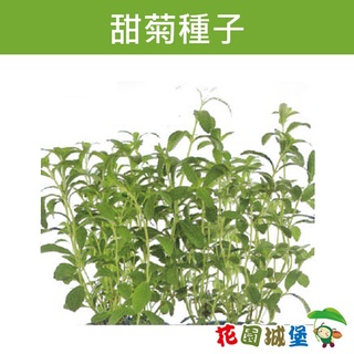 【花園城堡】甜菊種子 Stevia-約10粒 甜葉菊 天然甜味劑 香草植物 甜菊糖 甜菊