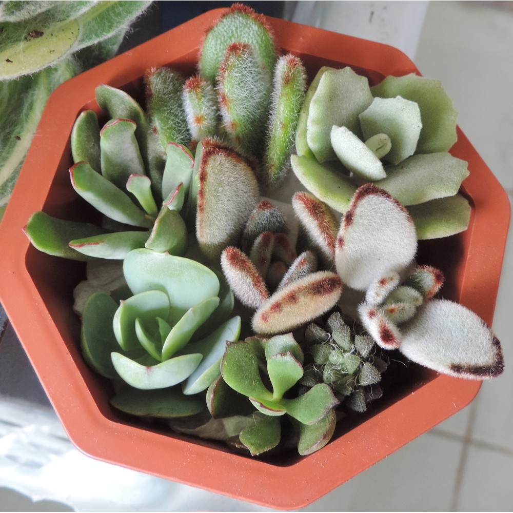 優惠砍頭組 多肉植物多肉組盆材料 8種多肉 組元 蝦皮購物