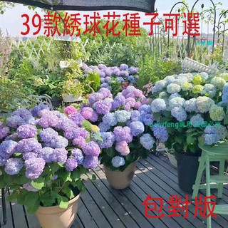 水仙球根 優惠推薦 21年9月 蝦皮購物台灣