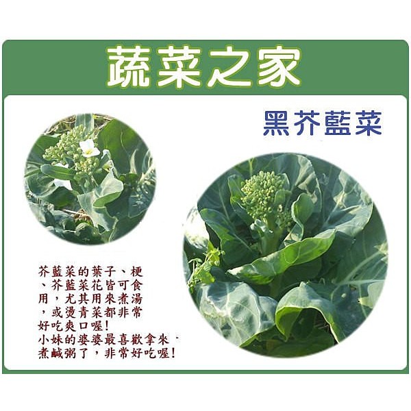 蔬菜之家 A14 黑芥藍菜種子3500顆 大心芥藍 可採收葉片 芥藍菜花 梗等粗壯後採收 蝦皮購物
