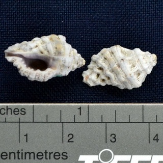 【SHELL23】核果結螺-貝殼標本/室內擺設/收藏送禮/水族擺設/圖鑑教學/天然貝殼//貝殼23