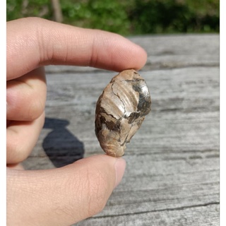 [程石] 日本北海道 帶光澤的疊瓦蛤貝殼/Inoceramus sp. 礦物原礦標本