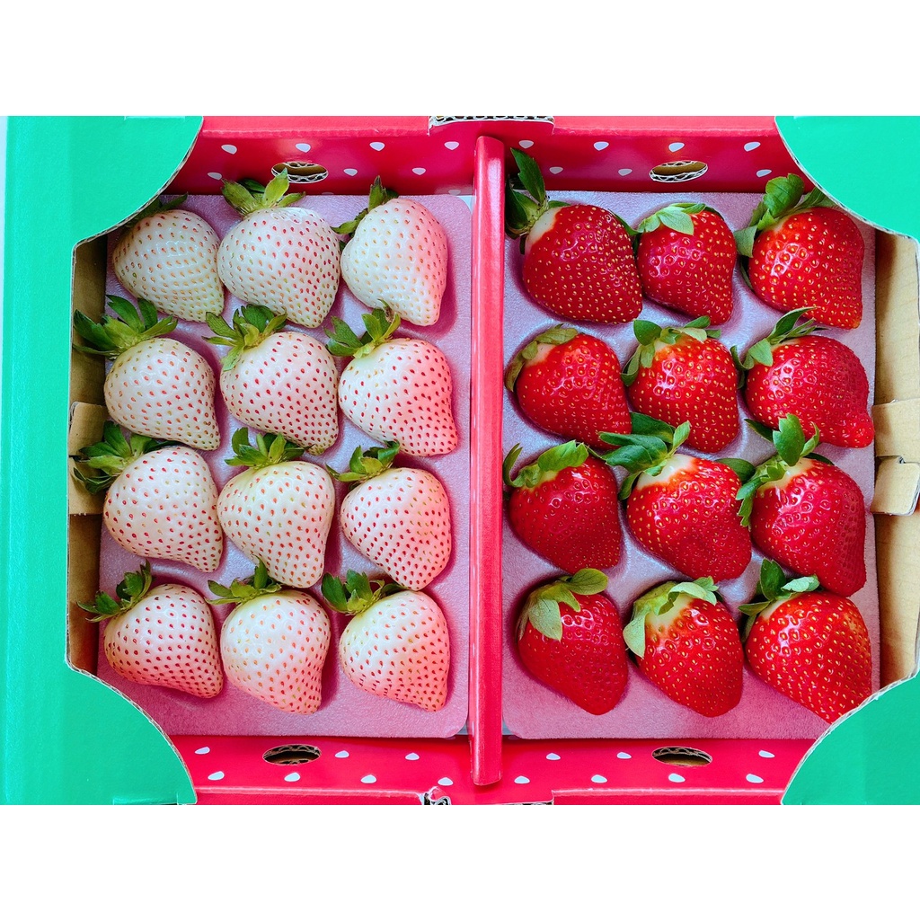 草莓季尾聲 優惠中 2023白草莓🍓苗栗大湖草莓 公館草莓🍓白草莓 奶油草莓 草莓種子 新鮮現採 數量有限