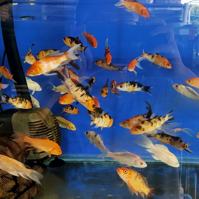 小錦鯉的價格推薦 22年5月 比價比個夠biggo